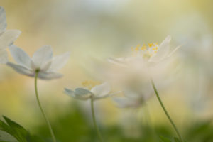 Close-up of wood anemones, Anemone nemorosa, spring scene Close-up of wood anemones, Anemone nemorosa, spring scene